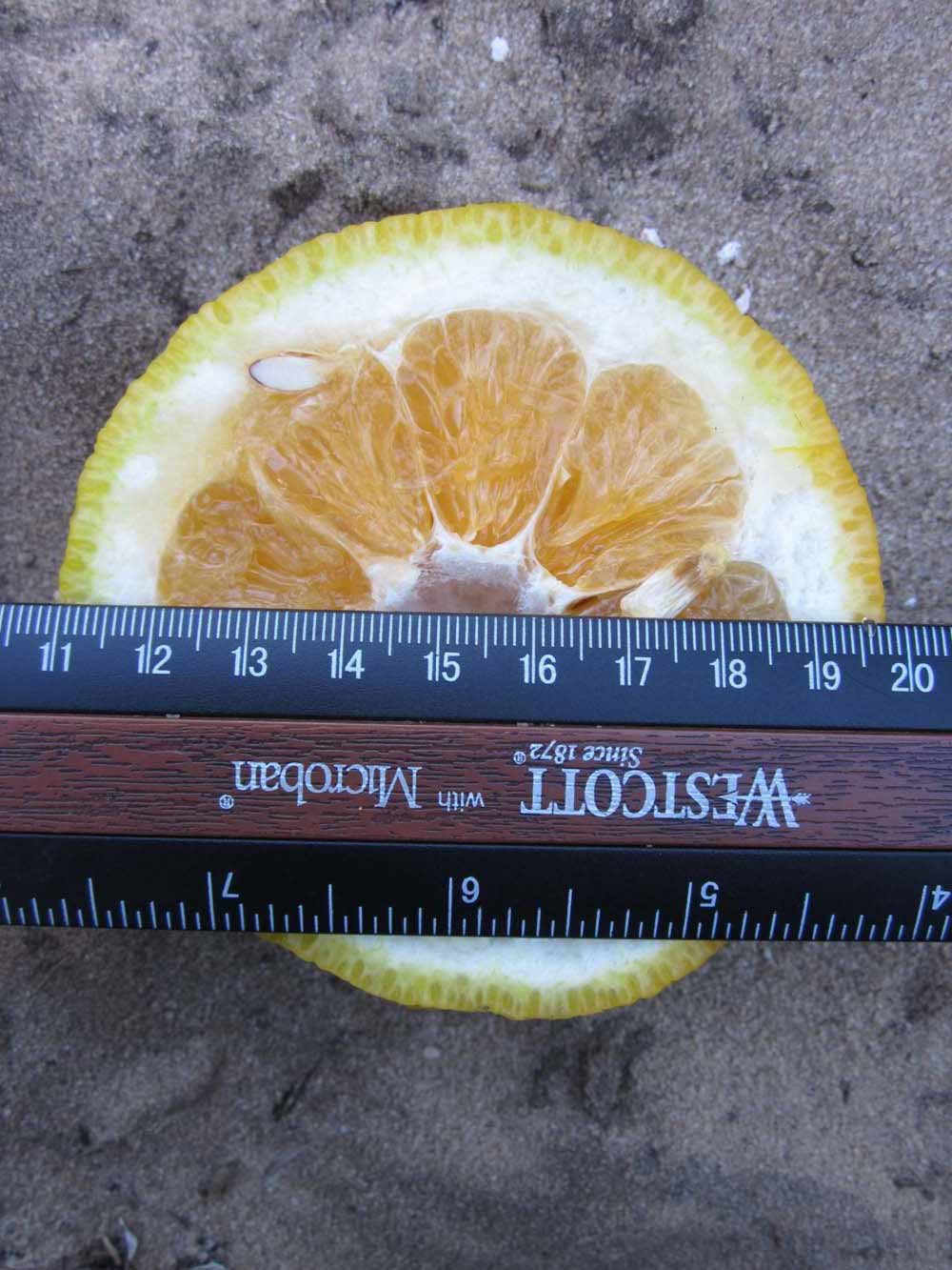              Fruit cross-section (Winter Haven, FL)       